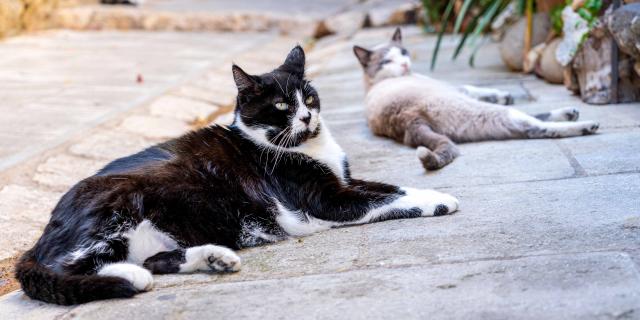 Chat Grimaud Provence 29