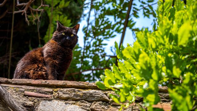 Chat Grimaud Provence 30