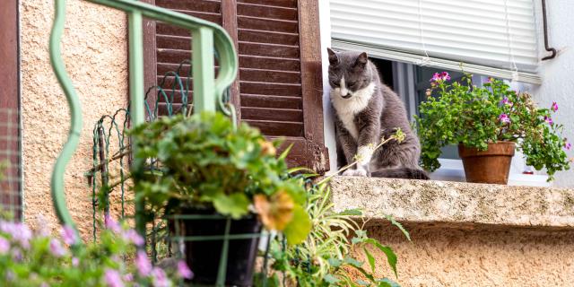 Chat Grimaud Provence 31