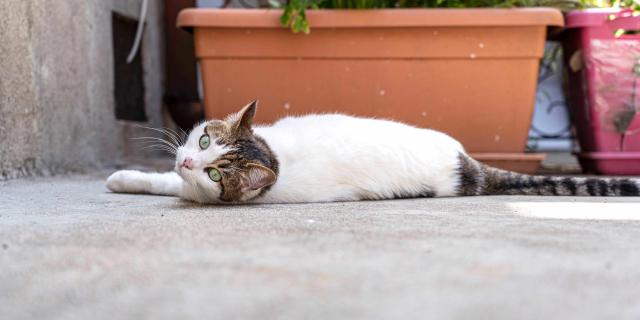 Chat Grimaud Provence 33