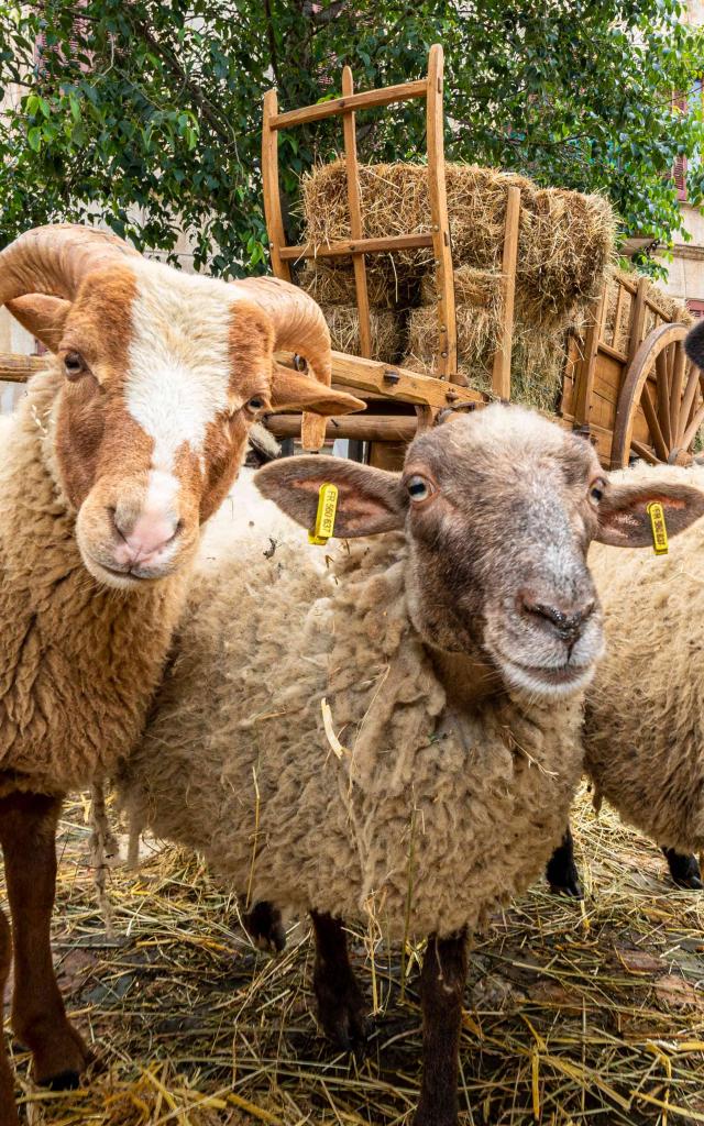 Foire De La Laine Grimaud Provence 21