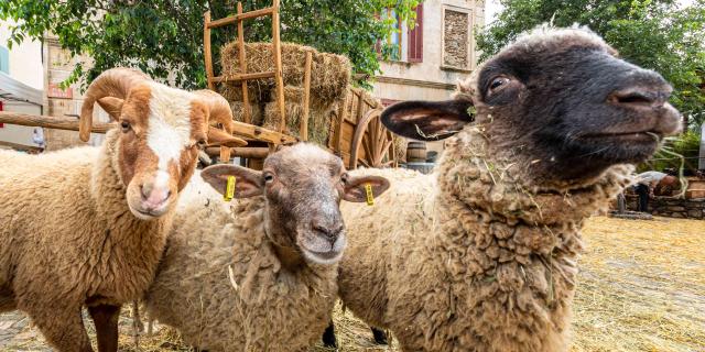 Foire De La Laine Grimaud Provence 21