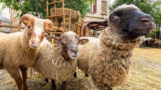 Foire De La Laine Grimaud Provence 21