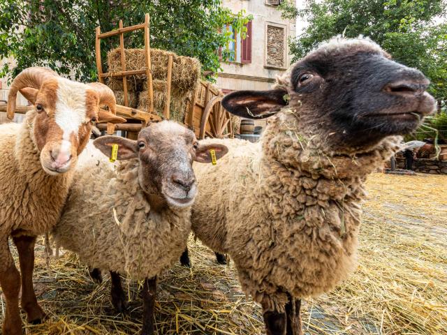 Foire De La Laine Grimaud Provence 21