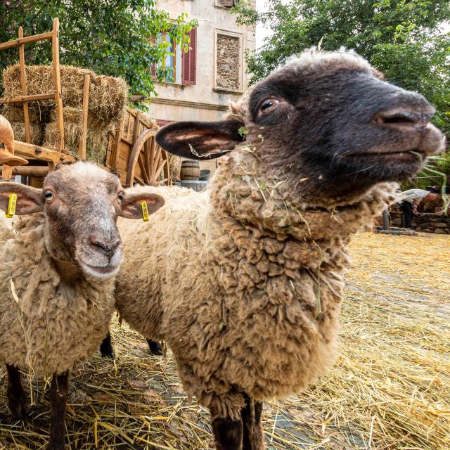 Foire De La Laine Grimaud Provence 21