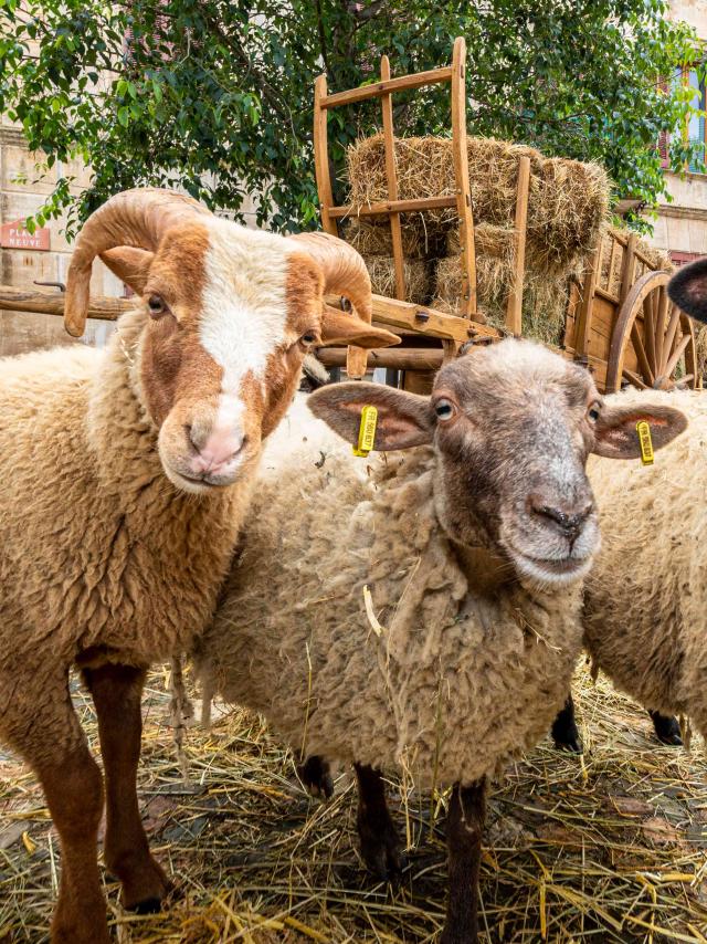 Foire De La Laine Grimaud Provence 21