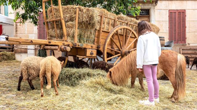 Foire De La Laine Grimaud Provence 22