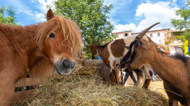 Foire De La Laine Grimaud Provence 25