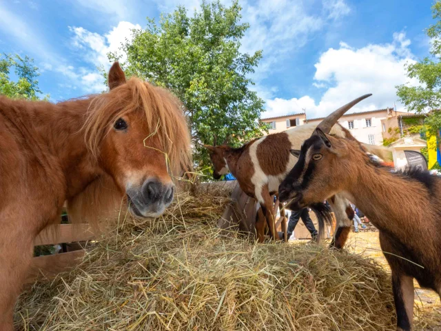 Foire De La Laine Grimaud Provence 25