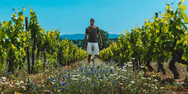 Vignoble Provence Grimaud Var 29