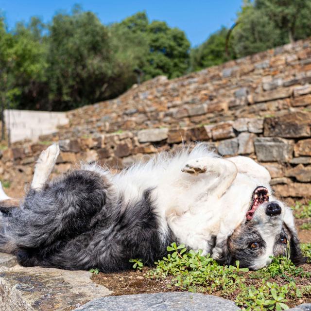 Voyager Avec Mon Chien Grimaud Golfe St Tropez 2