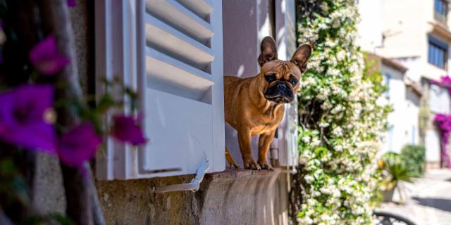 Voyager Avec Mon Chien Grimaud Golfe St Tropez 5