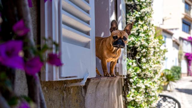 Voyager Avec Mon Chien Grimaud Golfe St Tropez 5