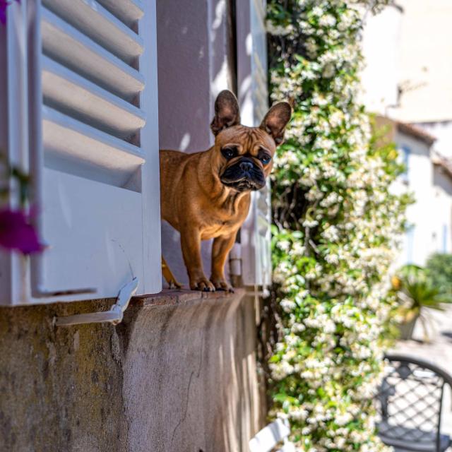 Voyager Avec Mon Chien Grimaud Golfe St Tropez 5