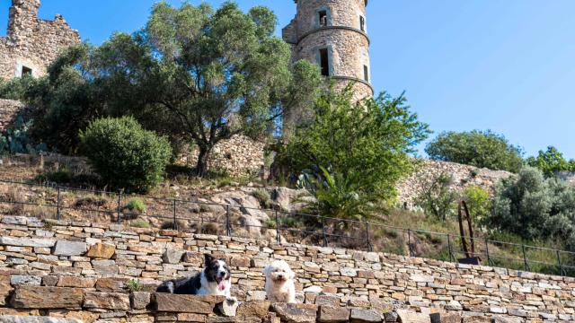 Voyager Avec Mon Chien Grimaud Golfe St Tropez 6