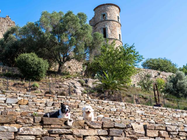 Voyager Avec Mon Chien Grimaud Golfe St Tropez 6