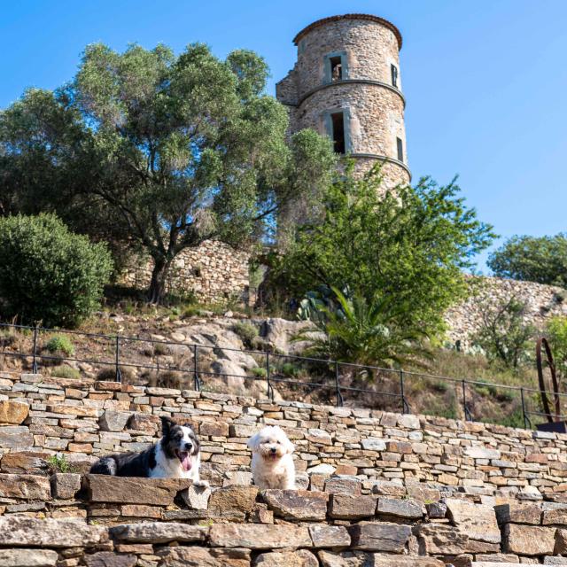 Voyager Avec Mon Chien Grimaud Golfe St Tropez 6