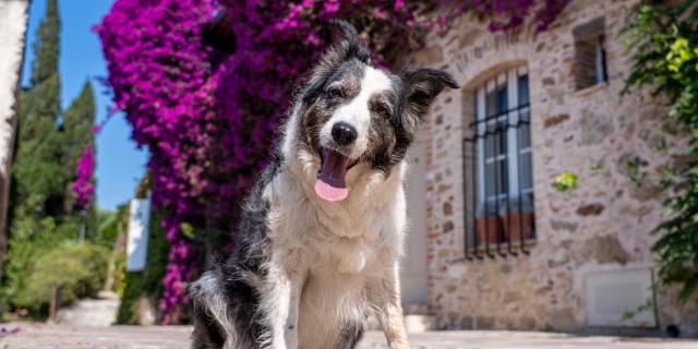 Voyager Avec Mon Chien Grimaud Golfe St Tropez