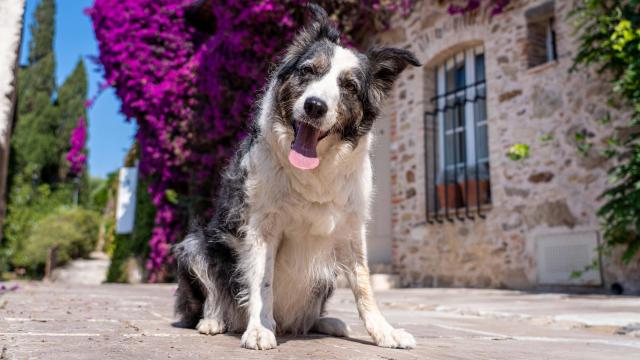 Voyager Avec Mon Chien Grimaud Golfe St Tropez