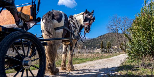 Balade Cheval Grimaud 3