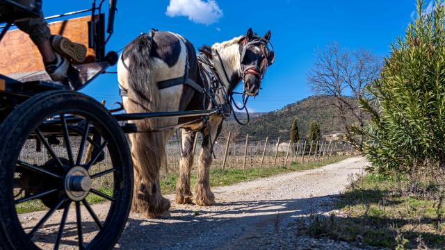 Balade Cheval Grimaud 3