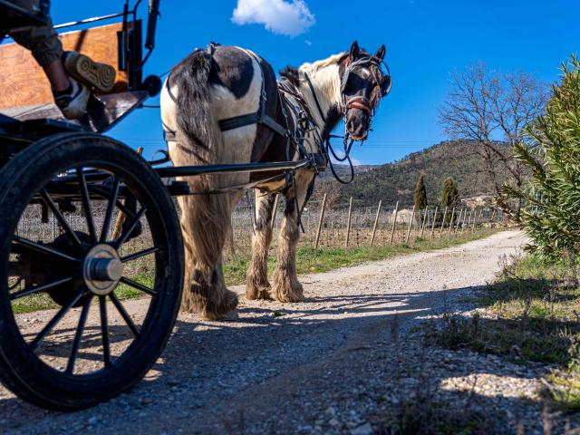 Balade Cheval Grimaud 3