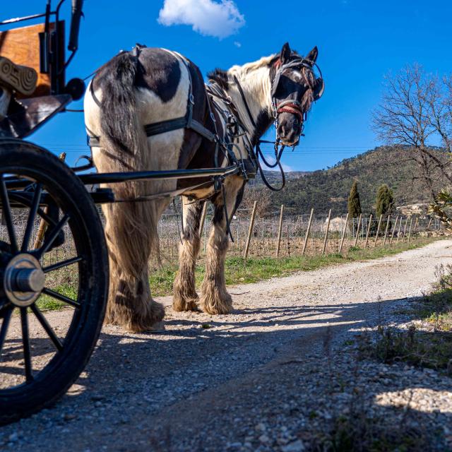 Balade Cheval Grimaud 3