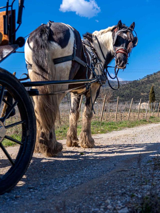 Balade Cheval Grimaud 3