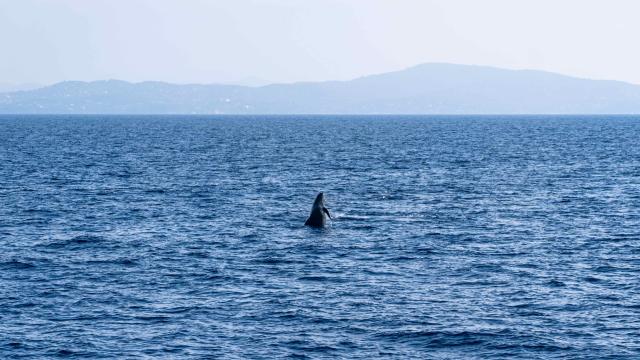 Sortie Cetace Golfe Saint Tropez 2