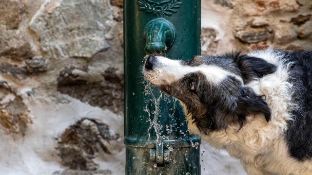 Voyager Avec Mon Chien Grimaud Golfe St Tropez 14