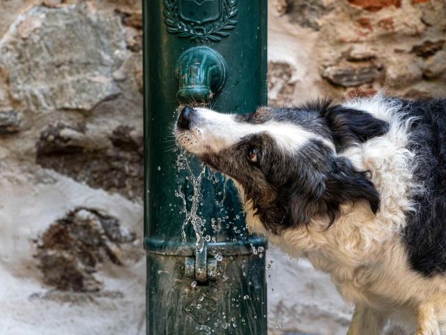 Voyager Avec Mon Chien Grimaud Golfe St Tropez 14