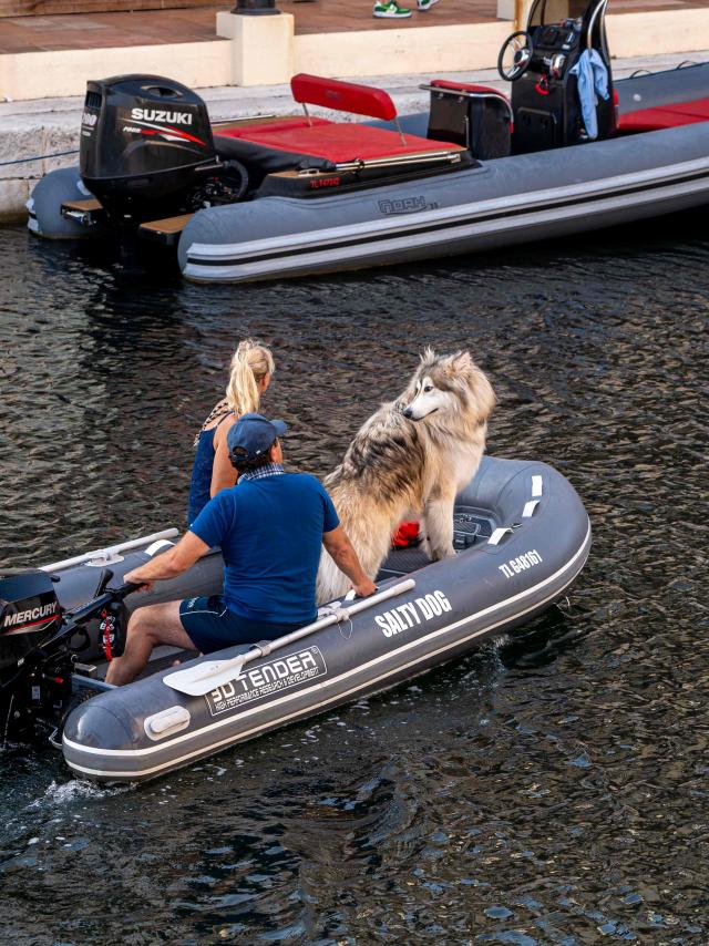 Voyager Avec Mon Chien Grimaud Golfe St Tropez 16