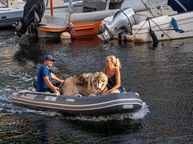 Voyager Avec Mon Chien Grimaud Golfe St Tropez 17