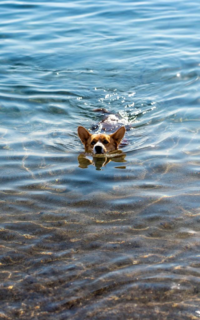 Voyager Avec Mon Chien Grimaud Golfe St Tropez 20