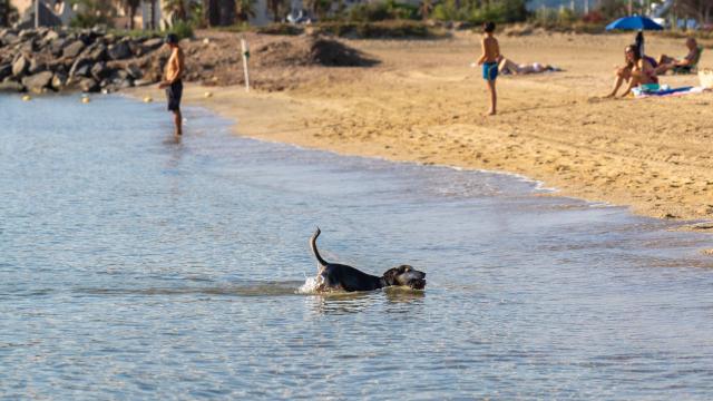 Voyager Avec Mon Chien Grimaud Golfe St Tropez 21