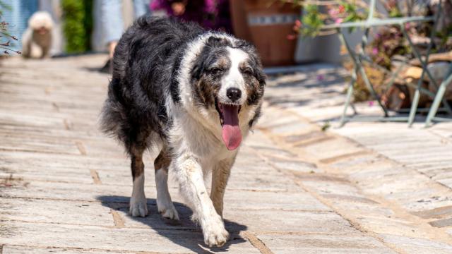 Voyager Avec Mon Chien Grimaud Golfe St Tropez 24