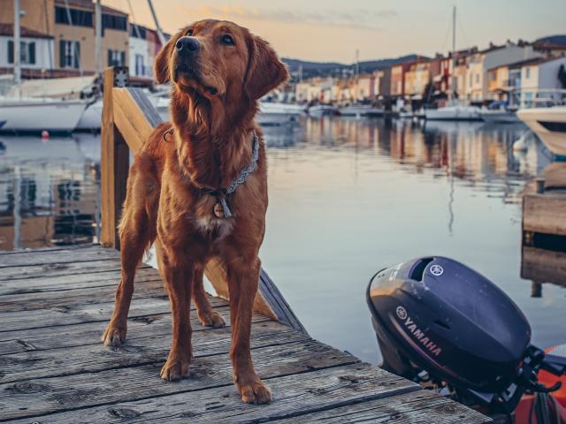 Voyager Avec Mon Chien Grimaud Golfe St Tropez 27