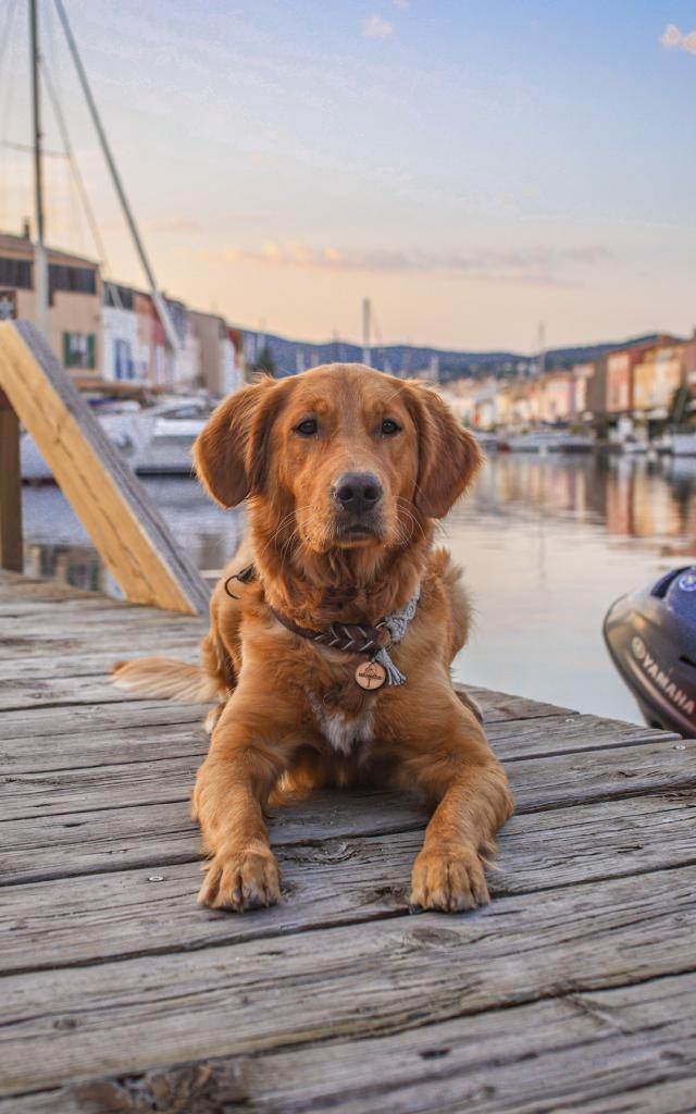 Voyager Avec Mon Chien Grimaud Golfe St Tropez 28