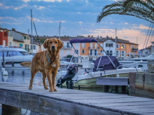 Voyager Avec Mon Chien Grimaud Golfe St Tropez 29