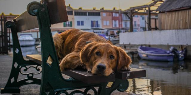 Voyager Avec Mon Chien Grimaud Golfe St Tropez 30