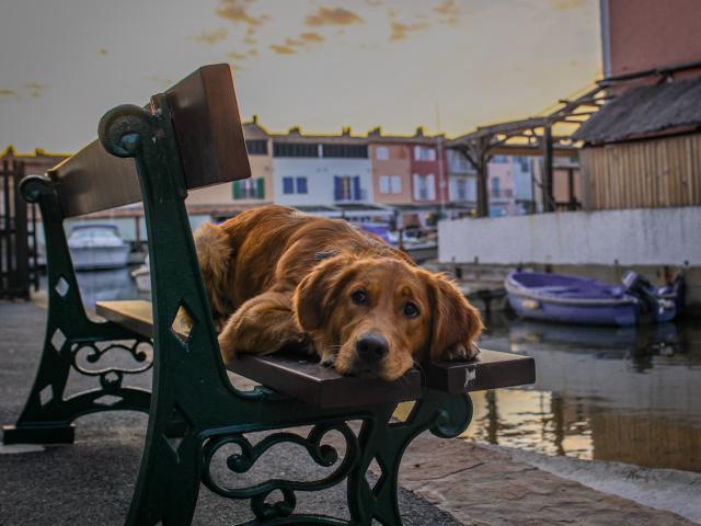 Voyager Avec Mon Chien Grimaud Golfe St Tropez 30