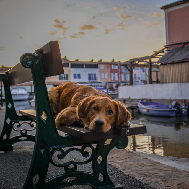 Voyager Avec Mon Chien Grimaud Golfe St Tropez 30