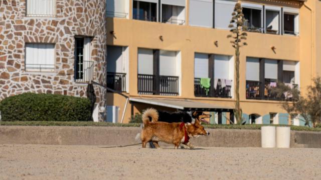 Voyager Avec Mon Chien Grimaud Golfe St Tropez 7