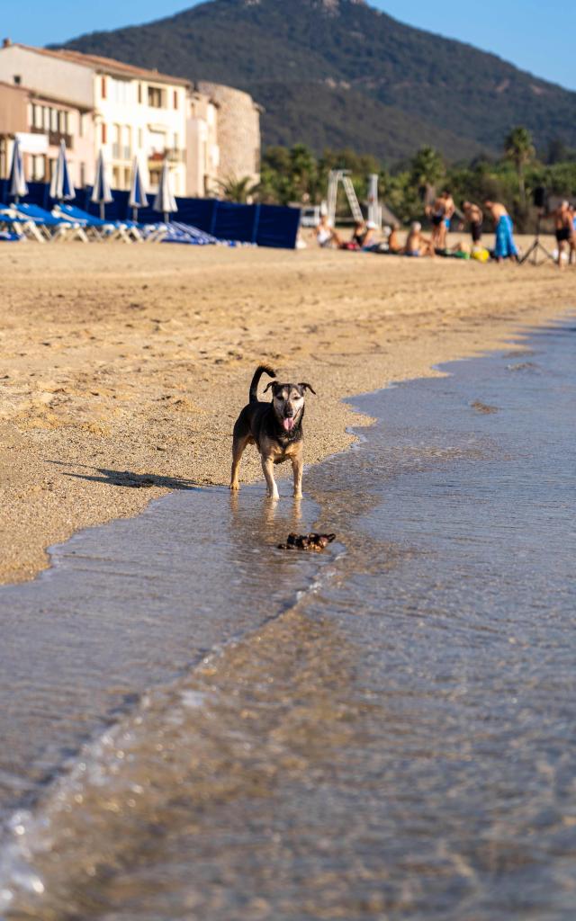 Voyager Avec Mon Chien Grimaud Golfe St Tropez 8 1