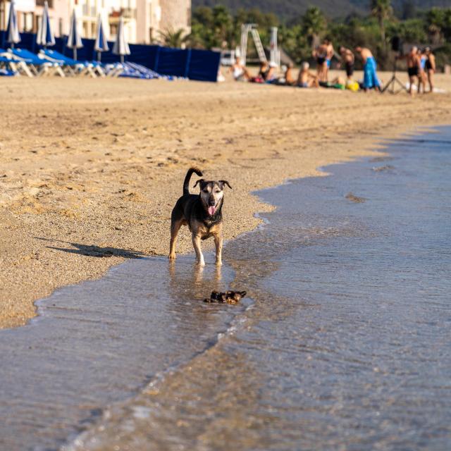 Voyager Avec Mon Chien Grimaud Golfe St Tropez 8 1