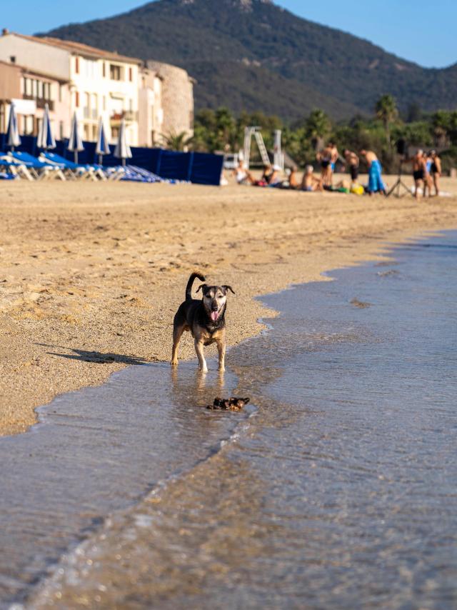 Voyager Avec Mon Chien Grimaud Golfe St Tropez 8 1