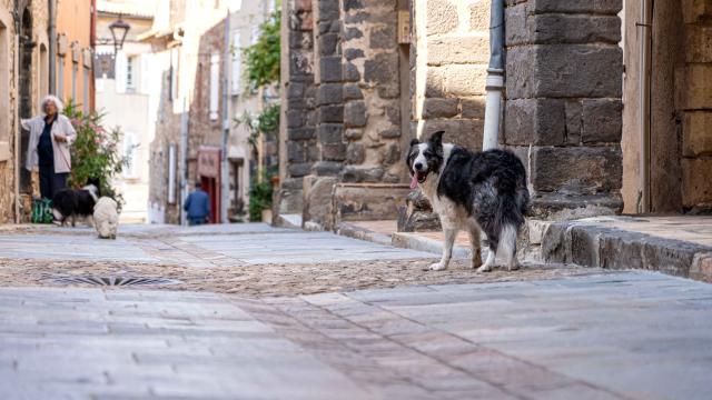 Voyager Avec Mon Chien Grimaud Golfe St Tropez 8