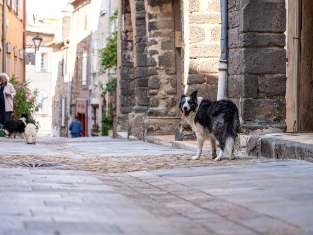 Voyager Avec Mon Chien Grimaud Golfe St Tropez 8