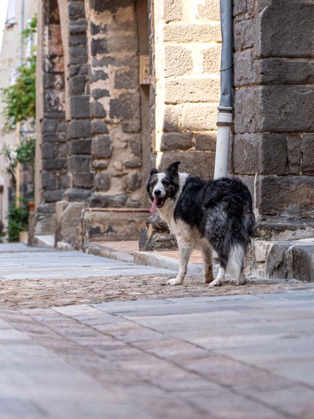 Voyager Avec Mon Chien Grimaud Golfe St Tropez 8