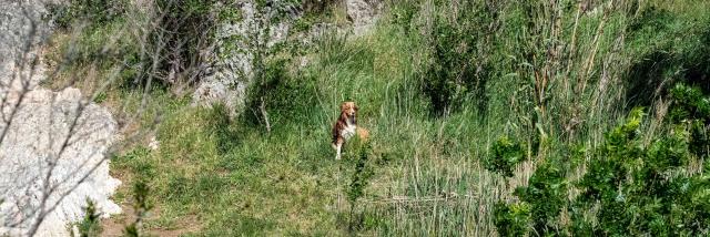 Voyager Avec Mon Chien Grimaud Golfe St Tropez 9 1